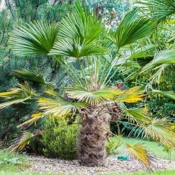 Trachycarpus Wagnerianus - Palmier Miniature