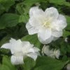 Trillium Grandiflorum Flore Pleno - Trille Blanc à Fleurs Doubles 1 Trillium Grandiflorum Flore Pleno - Trille Blanc à Fleurs Doubles -Promesse Fleurs Boutique Trillium grandiflorum Flore Pleno ld 5017 2