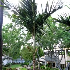 Veitchia Joannis - Palmier Des îles Fidji