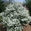 Viorne De Prague - Viburnum Pragense -Promesse Fleurs Boutique Viburnum Pragense 84372 1