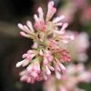 Viorne D'hiver - Viburnum Bodnantense Charles Lamont. 1 Viorne D'hiver - Viburnum Bodnantense Charles Lamont. -Promesse Fleurs Boutique Viburnum bodnantense Charles Lamont 84373 1