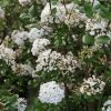 Viorne De Burkwood - Viburnum Burkwoodii Ann Russell -Promesse Fleurs Boutique Viburnum burkwoodii Ann Russell 84374 1