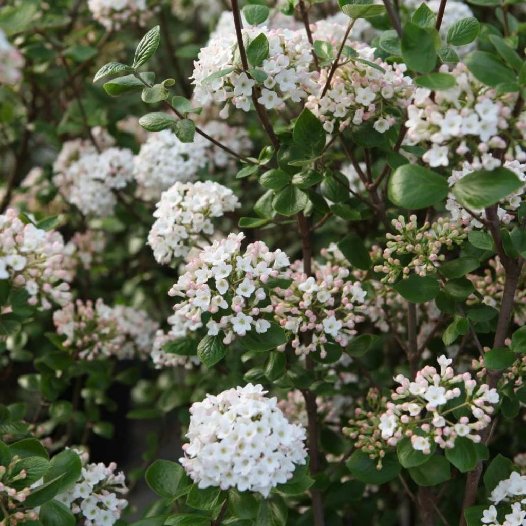 Viorne De Burkwood - Viburnum Burkwoodii Ann Russell 3 Viorne De Burkwood - Viburnum Burkwoodii Ann Russell