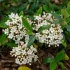 Viburnum Burkwoodii Conoy - Viorne De Burkwood -Promesse Fleurs Boutique Viburnum burkwoodii Conoy 89390 1