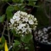 Viorne - Viburnum (x) Carlcephalum -Promesse Fleurs Boutique Viburnum carlcephalum 9631 1