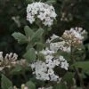 Viburnum Carlesii - Viorne De Carle -Promesse Fleurs Boutique Viburnum carlesii 1002352 1