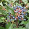 Viorne - Viburnum Globosum Jermyns Globe -Promesse Fleurs Boutique Viburnum globosum Jermyns Globe 84377 1