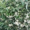 Viorne - Viburnum Hillieri Winton