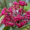 Viorne - Viburnum Nudum Brandywine 1 Viorne - Viburnum Nudum Brandywine -Promesse Fleurs Boutique Viburnum nudum Brandywine copyright 1008941 1