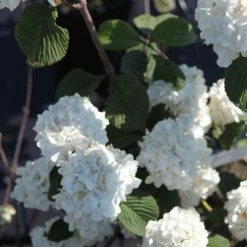 Viorne - Viburnum Plicatum Grandiflorum