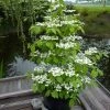 Viorne - Viburnum Plicatum Kilimandjaro -Promesse Fleurs Boutique Viburnum plicatum Kilimandjaro 84381 1