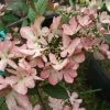Viorne De Chine - Viburnum Plicatum Molly Schroeder -Promesse Fleurs Boutique Viburnum plicatum Molly Schroeder 82912 1