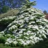 Viorne De Chine - Viburnum Plicatum Tomentosum -Promesse Fleurs Boutique Viburnum plicatum Tomentosum 1002362 1