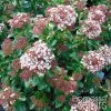 Viorne, Laurier Tin - Viburnum Tinus Gwenlian 2 Viorne, Laurier Tin - Viburnum Tinus Gwenlian -Promesse Fleurs Boutique Viburnum tinus Gwenllian 100237 1