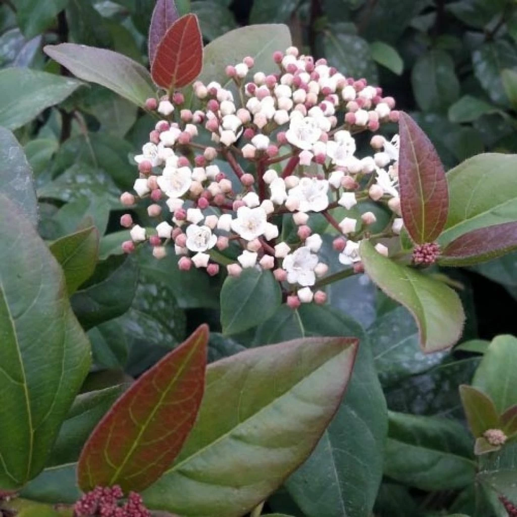 Viburnum Tinus Purpureum - Viorne Tin, Laurier Tin 3 Viburnum Tinus Purpureum - Viorne Tin, Laurier Tin