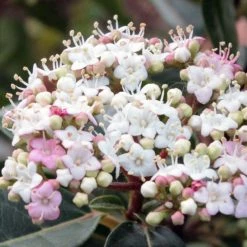 Viorne, Laurier Tin- Viburnum Tinus Spirit