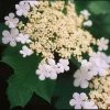 Viorne Trilobée - Viburnum Trilobum Wentworth -Promesse Fleurs Boutique Viburnum trilobum Wentworth 84386 1
