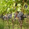 Vigne Cabernet Franc -Promesse Fleurs Boutique Vigne Cabernet Franc 78366 1