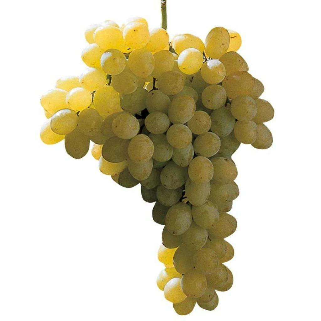 Vigne Sans Pépin Sultanica Bianca - Sultanine 3 Vigne Sans Pépin Sultanica Bianca - Sultanine