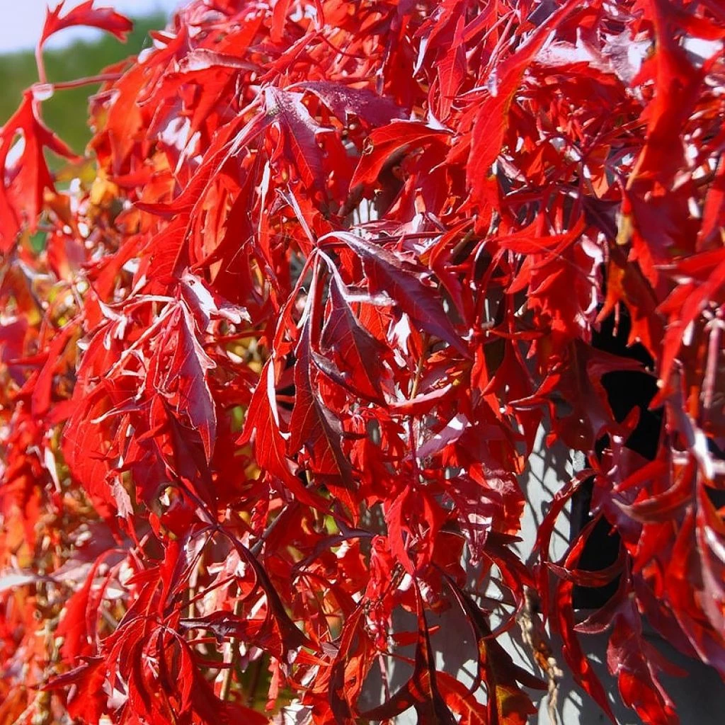 Vigne Vierge - Parthenocissus Quinquefolia Kirigami 3 Vigne Vierge - Parthenocissus Quinquefolia Kirigami