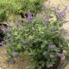 Vitex X Agnus-castus Chicagoland Blues - Gattilier 2 Vitex X Agnus-castus Chicagoland Blues - Gattilier -Promesse Fleurs Boutique Vitex Chicagoland Blues Gattilier hybride V 17953 1