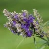 Vitex Agnus-castus Blue Puffball - Gattilier -Promesse Fleurs Boutique Vitex agnus 85811 1