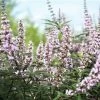 Vitex Agnus-castus Galactic Pink - Gattilier -Promesse Fleurs Boutique Vitex agnus castus Galactic Pink Gattilier IF 17954 1