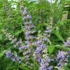 Vitex Agnus-castus Magical Summertime Blues - Gattilier -Promesse Fleurs Boutique Vitex agnus castus Magical Summertime Blues Helen Froehlich Gattilier IF 17955 1
