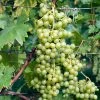 Vigne Evita -Promesse Fleurs Boutique Vitis vinifera Evita copyright 1006031 1