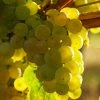Vigne Exalta -Promesse Fleurs Boutique Vitis vinifera Exalta copyright 1010571 1