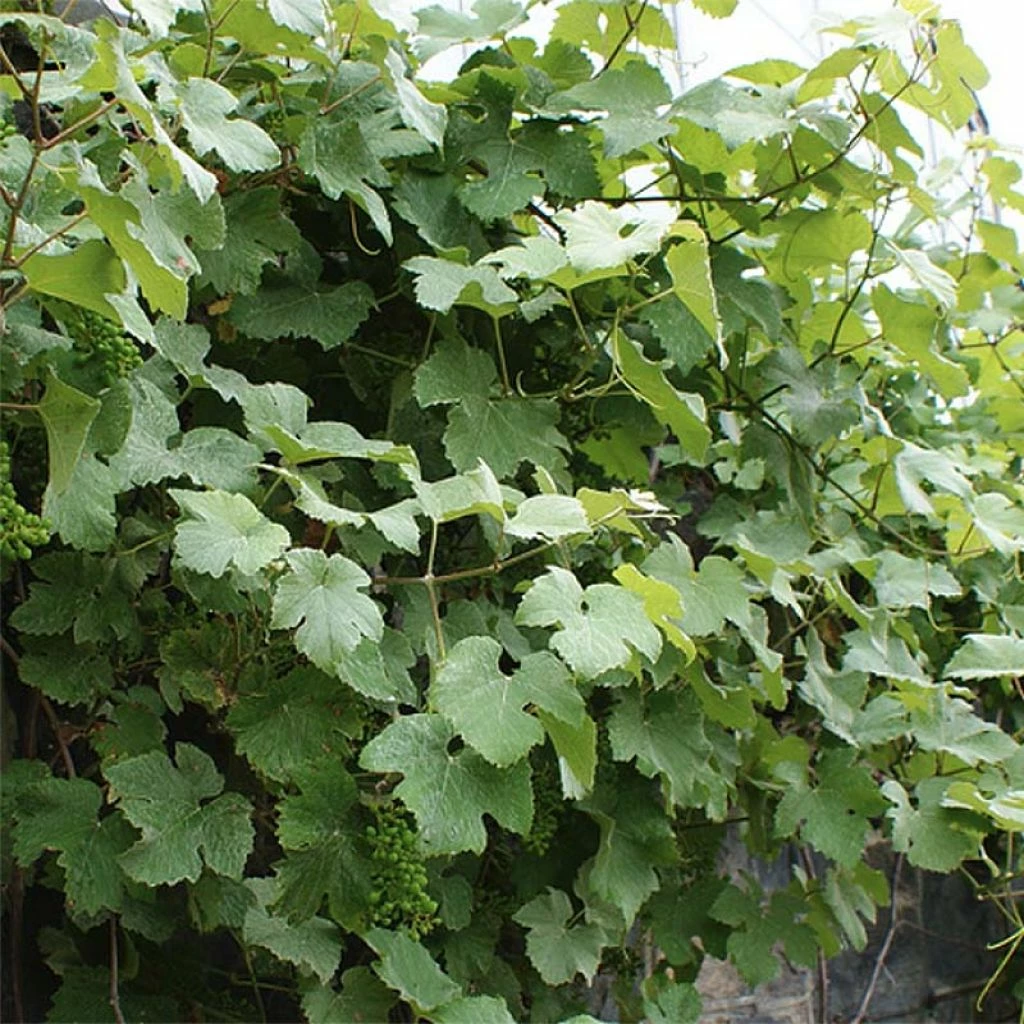 Vigne D'ornement - Vitis Vinifera Incana 3 Vigne D'ornement - Vitis Vinifera Incana