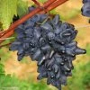 Vigne Philipp -Promesse Fleurs Boutique Vitis vinifera Philipp 83664 1