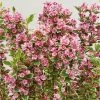 Weigela Kosteriana Variegata - Weigelia Kosteriana Variegata 2 Weigela Kosteriana Variegata - Weigelia Kosteriana Variegata -Promesse Fleurs Boutique Weigela Kosteriana Variegata 89406 1