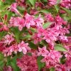 Weigela Minuet 2 Weigela Minuet -Promesse Fleurs Boutique Weigela Minuet copyright 1008971 1