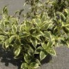 Weigela White Lightning -Promesse Fleurs Boutique Weigela White Lightning IF 1008992 1
