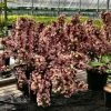 Weigela Florida Big Love 2 Weigela Florida Big Love -Promesse Fleurs Boutique Weigela florida Big Love 16348 1