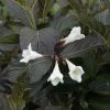 Weigela Florida Ebony And Ivory 2 Weigela Florida Ebony And Ivory -Promesse Fleurs Boutique Weigela florida EBONY AND IVORY NOBLE 84392 1