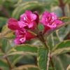 Weigela Florida Moulin Rouge (Brigela) 2 Weigela Florida Moulin Rouge (Brigela) -Promesse Fleurs Boutique Weigela florida MOULIN ROUGE Brigela 84394 1