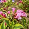 Weigela Florida Magical Rainbow -Promesse Fleurs Boutique Weigela florida Magical Rainbow 781857 1