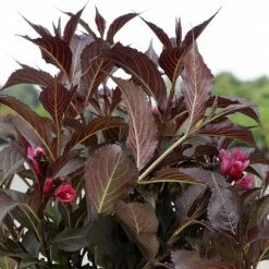 Weigela Florida Naomi Campbell