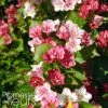 Weigela Hybride Carnaval -Promesse Fleurs Boutique Weigela hybride Carnaval 100238 1