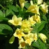 Weigela Middendorffiana 2 Weigela Middendorffiana -Promesse Fleurs Boutique Weigela middendorffiana 781921 1