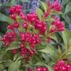 Weigela All Summer Red -Promesse Fleurs Boutique Weigelia All Summer Red 84476 1