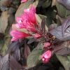 Weigela Florida Victoria -Promesse Fleurs Boutique Weigelia florida victoria 7534 1