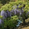 Glycine Du Japon - Wisteria Floribunda -Promesse Fleurs Boutique Wisteria floribunda 882405 1 2