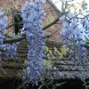Glycine Blue Moon - Wisteria Frutescens Var. Macrostachya -Promesse Fleurs Boutique Wisteria macrostachya Blue Moon 88235 1