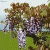 Glycine De Chine Blue Line - Wisteria Sinensis -Promesse Fleurs Boutique Wisteria sinensis Blue line IF 17373 1