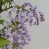 Glycine Gracieuse - Wisteria Venusta (brachybotrys) Okayama 2 Glycine Gracieuse - Wisteria Venusta (brachybotrys) Okayama -Promesse Fleurs Boutique Wisteria venusta Okayama 681467 1