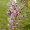 Wisteria Venusta Rosea - Glycine Du Japon