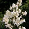 Yucca Filamentosa -Promesse Fleurs Boutique Yucca filamentosa ld CarlELewis 7624 1
